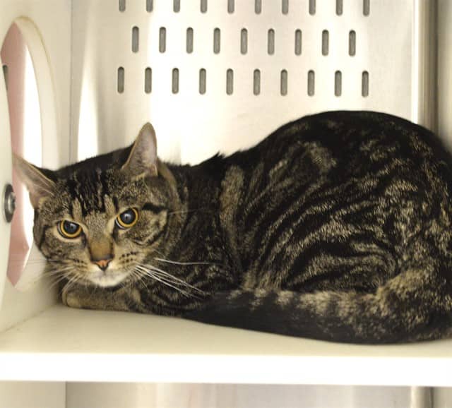FRED - Domestic Shorthair cat available for adoption at Ottawa Humane Society in Ottawa