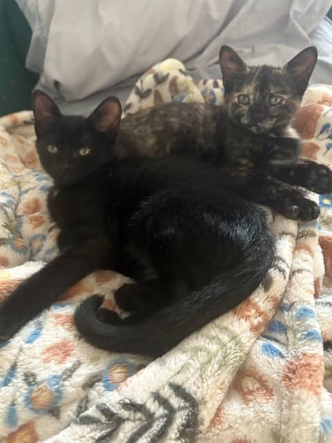 MARCO - Domestic Shorthair available for adoption