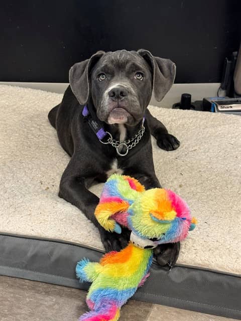 DUSTY - Cane Corso mix available for adoption