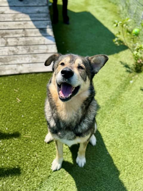 MAX - German Shepherd Dog mix available for adoption at City of Toronto Animal Services in Toronto