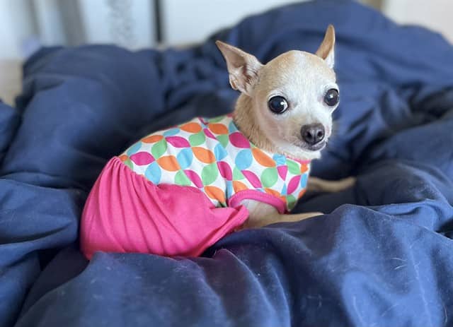 LUCY - Chihuahua Sc available for adoption at Ottawa Humane Society in Ottawa