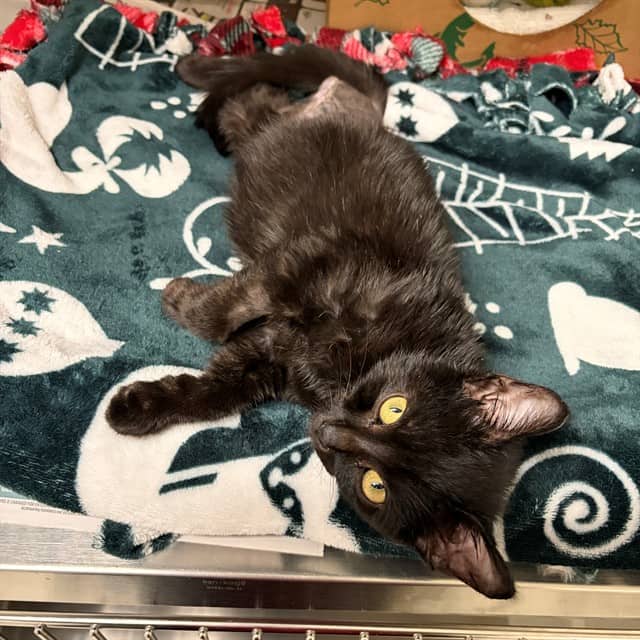 JET - Domestic Shorthair available for adoption