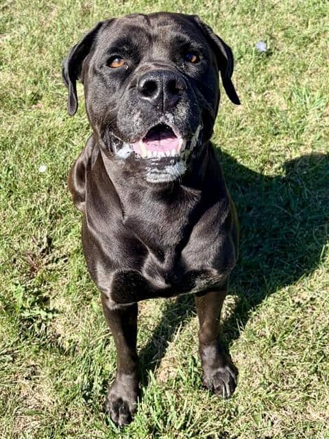 PANTHER - Old English Bulldog and Labrador Retriever available for adoption in Ontario