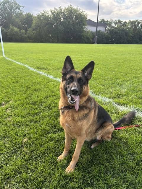 SHEEBA - German Shepherd Dog available for adoption