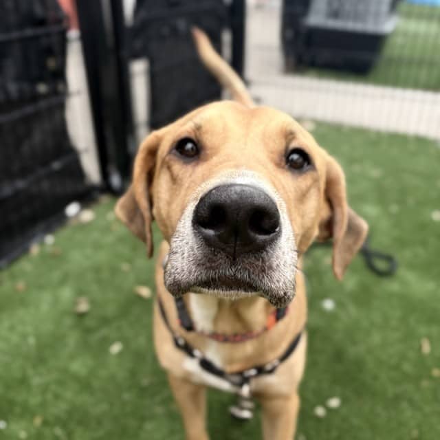 MINDY - Retrver Labradr mix available for adoption in Ontario