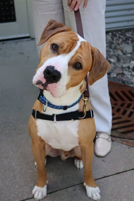 DUDE - Bulldog mix available for adoption