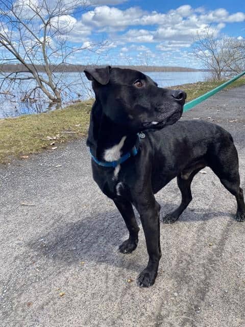 LOKI - Retrver Labradr mix available for adoption