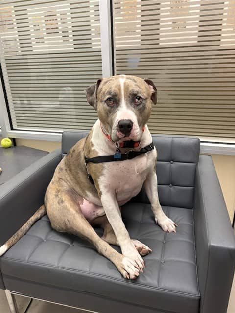 FRANKIE - American Bulldog available for adoption in Ontario