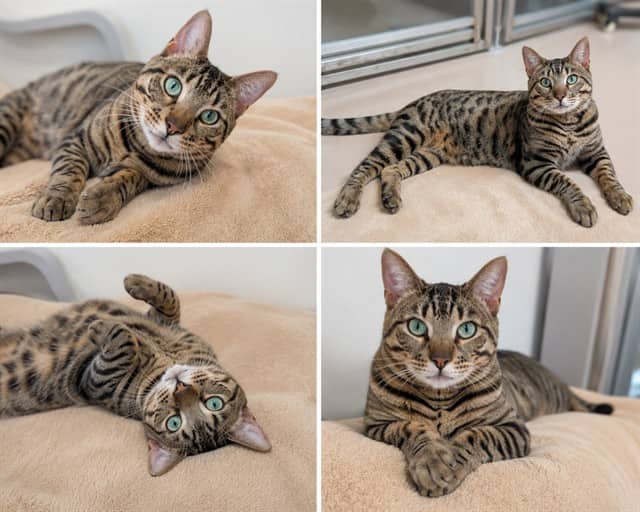 OMEGA - Bengal mix cat available for adoption in Ontario