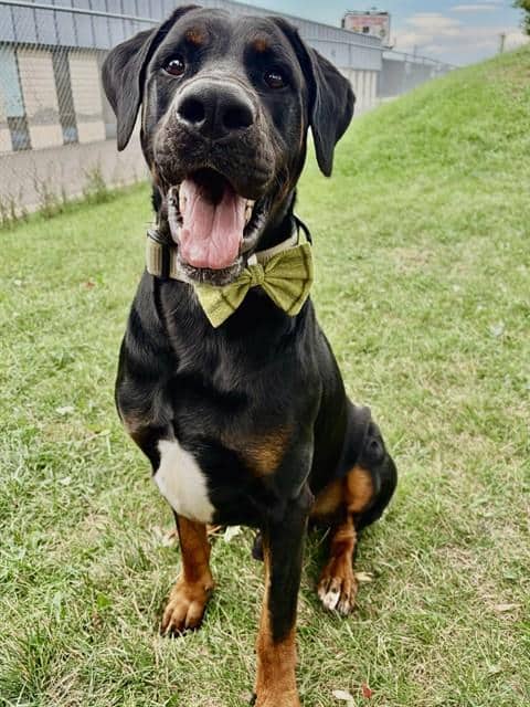 CONAN - Doberman Pinscher and Mastiff available for adoption in Ontario