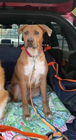 MUSTARD - Rhodesian Ridgeback mix available for adoption in Ontario