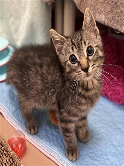 EDDIE - Domestic Shorthair cat available for adoption in Calgary