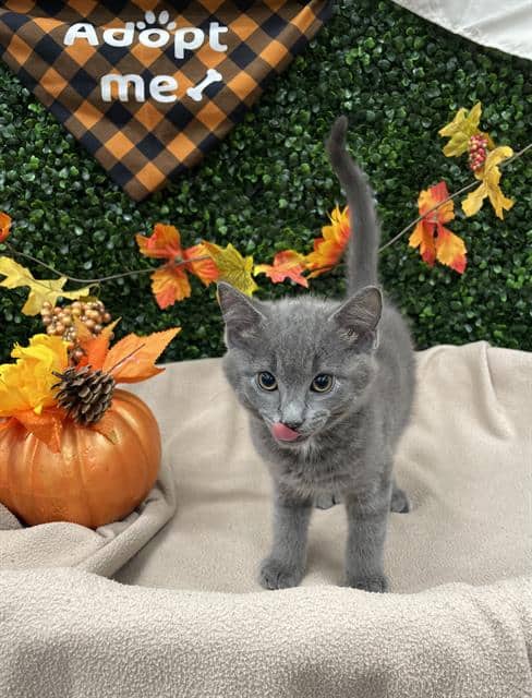 SPOON - Domestic Shorthair available for adoption