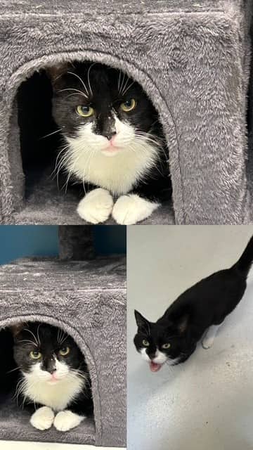 KNOX - Domestic Shorthair cat available for adoption in Calgary