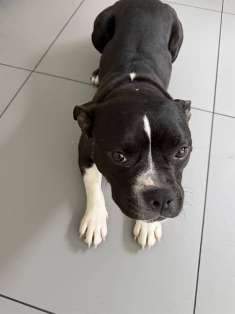 CICI - American Bulldog mix available for adoption in Ontario
