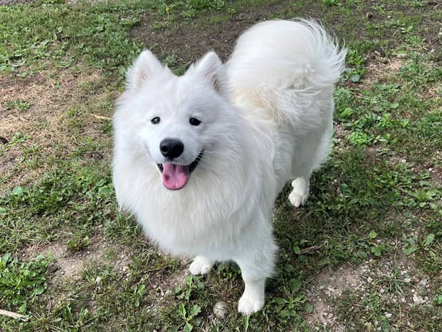 CAESAR - Samoyed available for adoption in Ontario