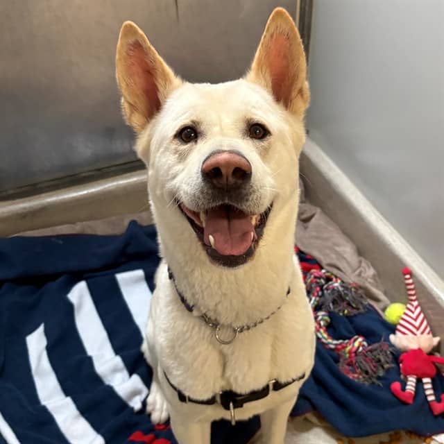 PEARL - Akita mix available for adoption in Ontario