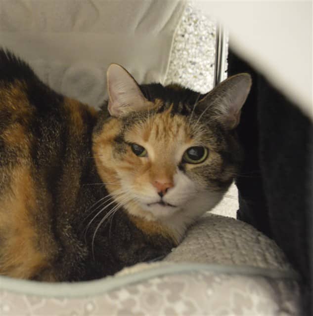 KATIE - Domestic Shorthair cat available for adoption at Ottawa Humane Society in Ottawa