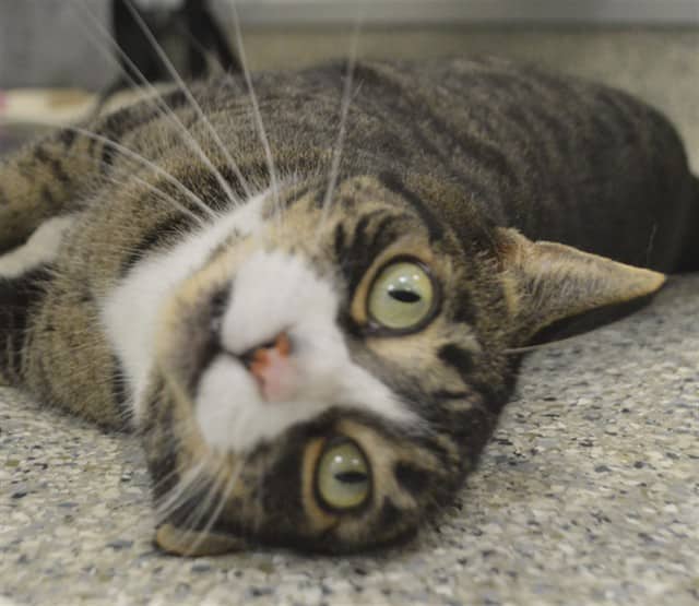ROSIE - Domestic Shorthair cat available for adoption at Ottawa Humane Society in Ottawa
