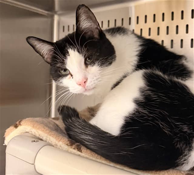 PARKER - Domestic Shorthair cat available for adoption at Ottawa Humane Society in Ottawa