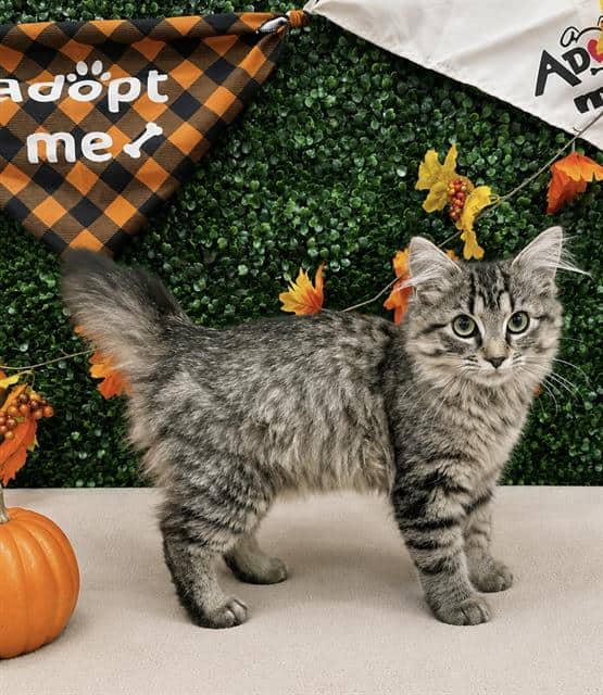 SPATULA - Domestic Mediumhair available for adoption