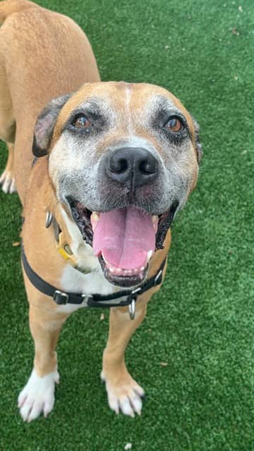 REMINGTON - Boxer mix available for adoption in Ontario
