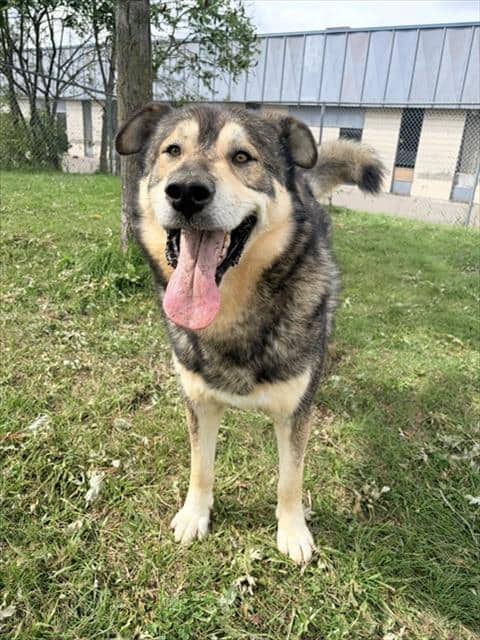 SETH ROGEN - German Shepherd Dog and Siberian Husky available for adoption