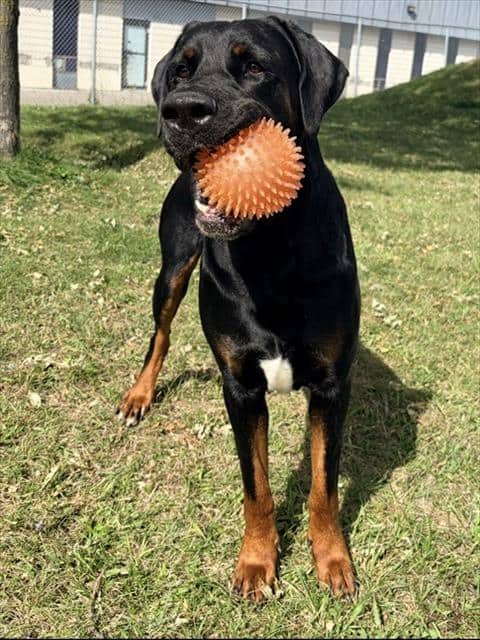 CONAN - Doberman Pinscher and Mastiff available for adoption in Ontario