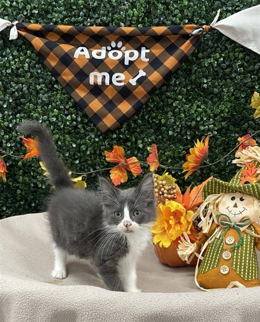 WHISK - Domestic Mediumhair available for adoption