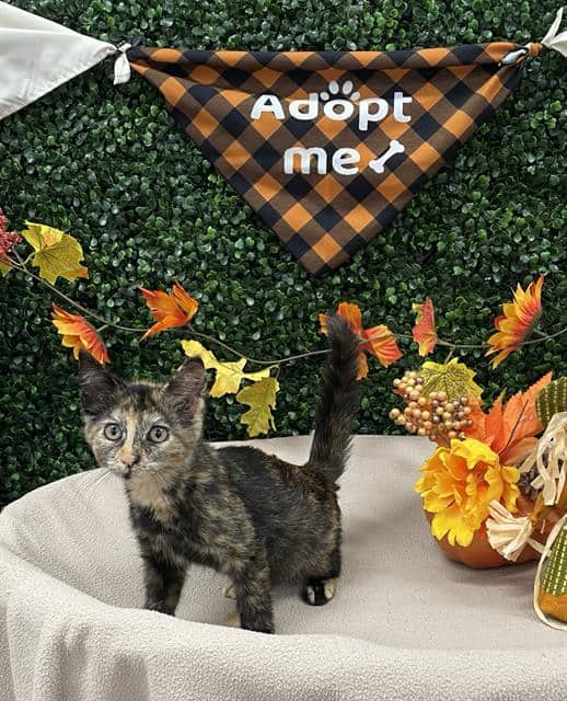 TONGS - Domestic Shorthair available for adoption