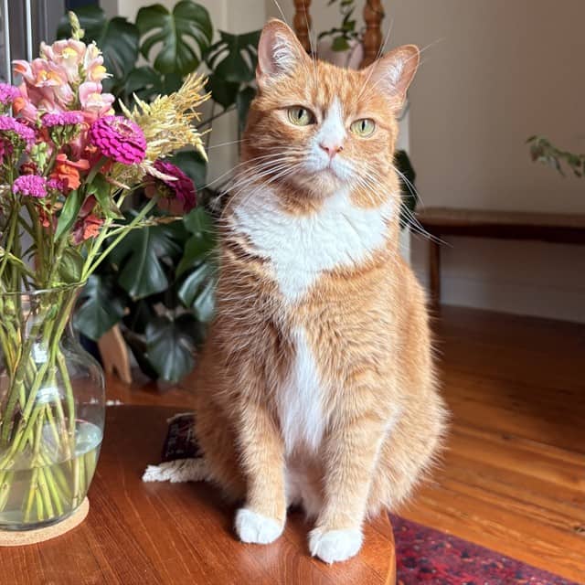 GINGER - Domestic Shorthair cat available for adoption at Ottawa Humane Society in Ottawa