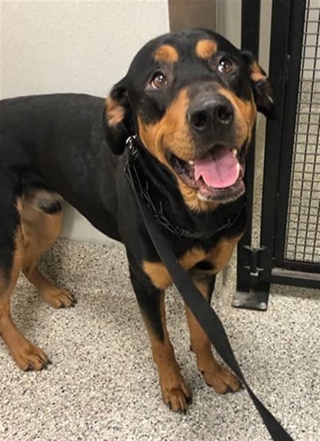 SPRUCE - Rottweiler mix available for adoption in Ontario