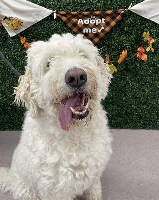 KOA - Great Pyrenees and Poodle - Standard available for adoption at Saskatoon Animal Control Agency in Saskatoon