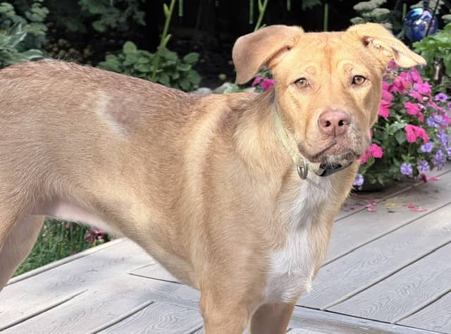 BASIL - Retrver Labradr mix available for adoption in Ontario