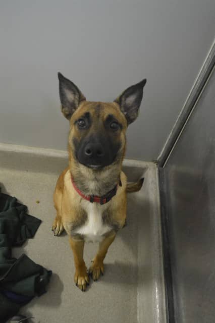 MILO - Belgian Malinois available for adoption at Ottawa Humane Society in Ottawa