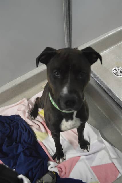 SNICKERS - American Bulldog mix available for adoption