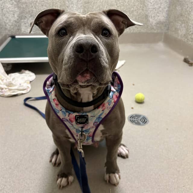 BECKY - American Bulldog available for adoption at Ottawa Humane Society in Ottawa