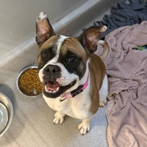 ATHENA - Bulldog mix available for adoption at Ottawa Humane Society in Ottawa