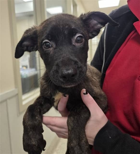 CEDAR - Retriever mix available for adoption in Ontario