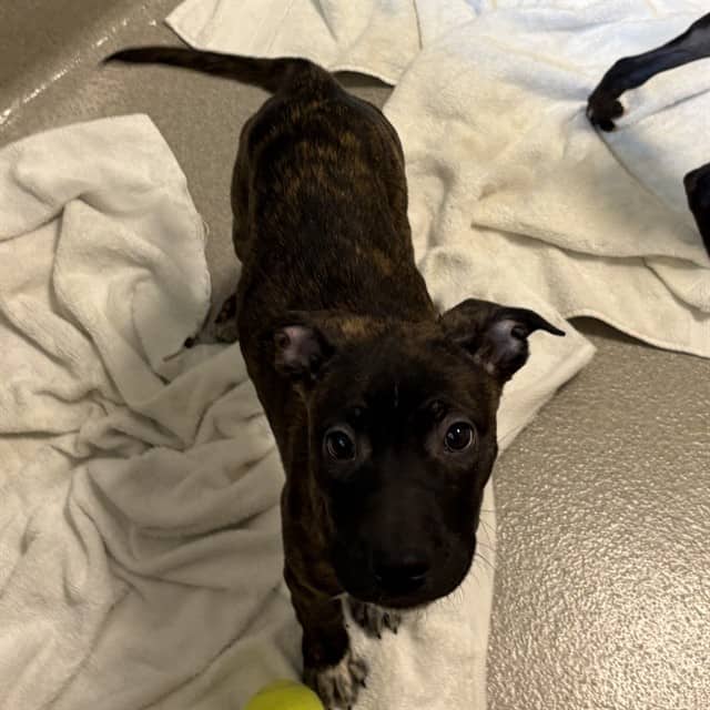 ASH - Retriever mix available for adoption in Ontario