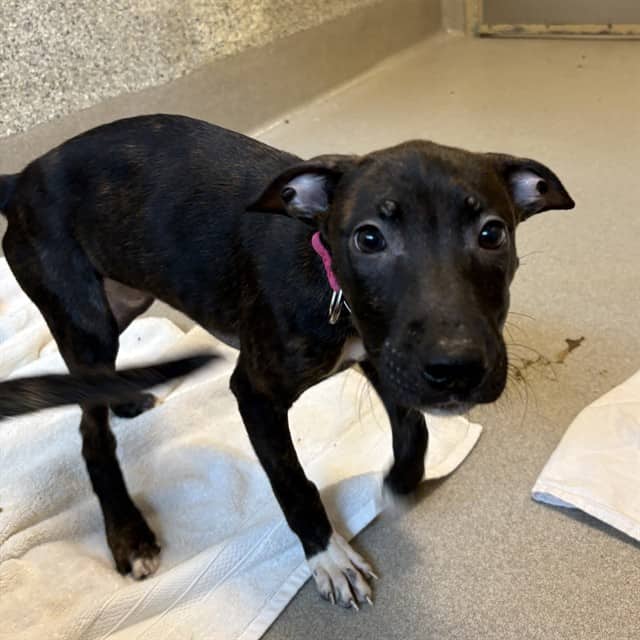 WILLOW - Retriever mix available for adoption