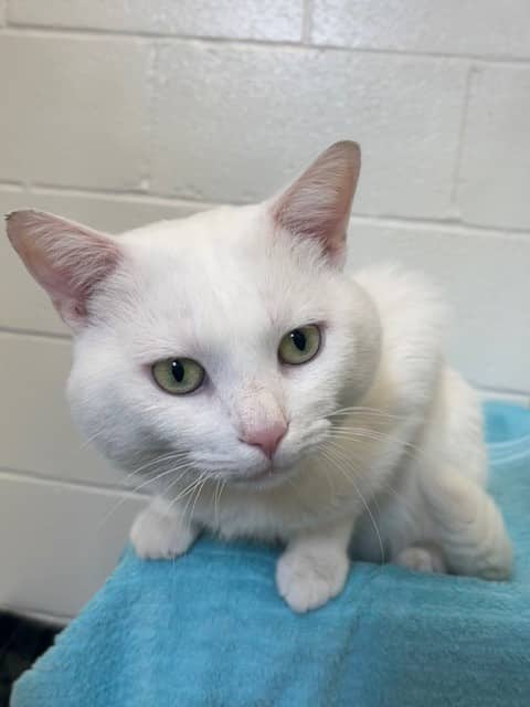 BUSTER - Domestic Shorthair cat available for adoption at City of Toronto Animal Services in Toronto
