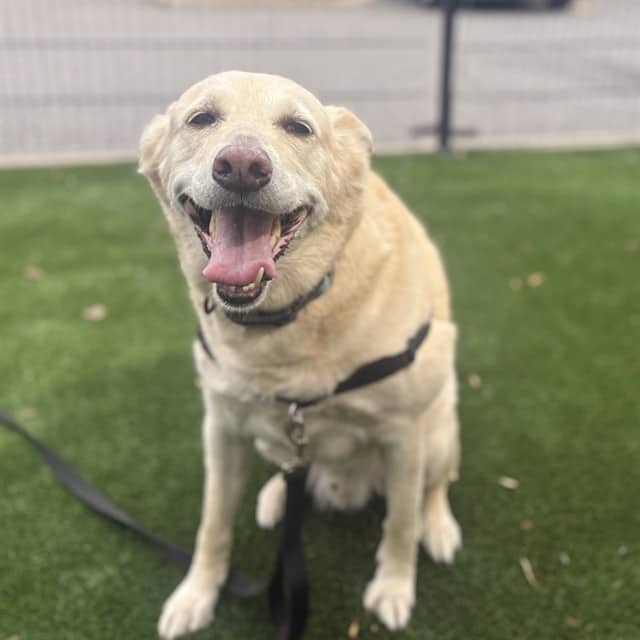 CZAR - Retrver Labradr mix available for adoption in Ontario