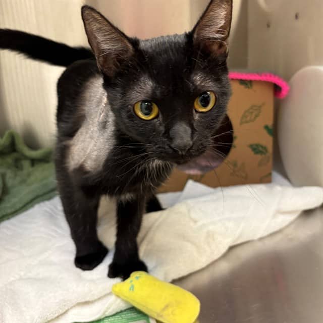 LUCIE - Domestic Shorthair cat available for adoption at Ottawa Humane Society in Ottawa