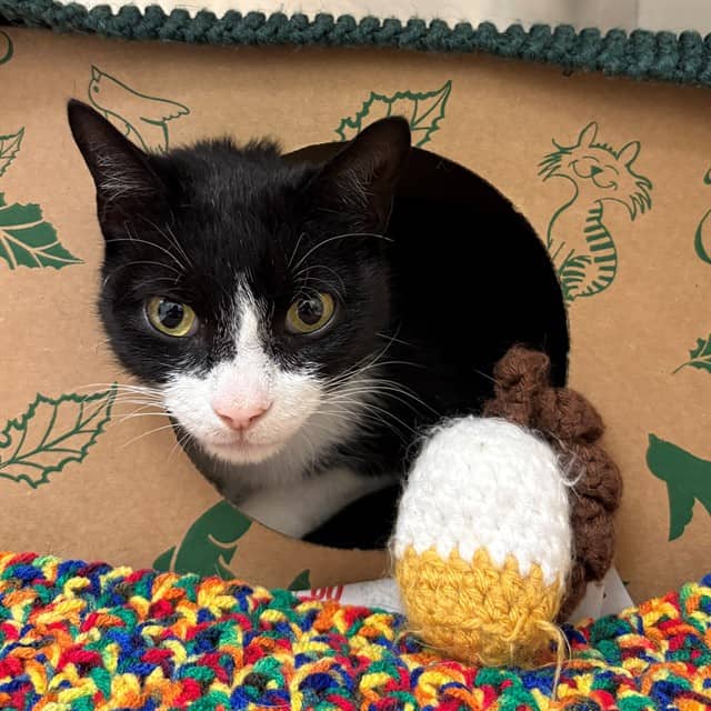 DOLLY - Domestic Shorthair cat available for adoption at Ottawa Humane Society in Ottawa