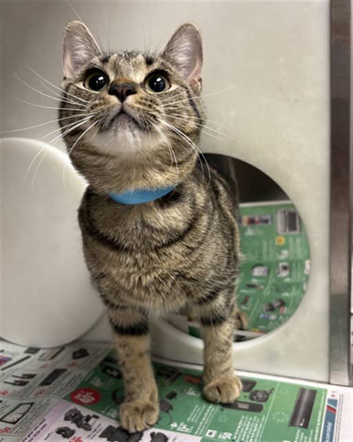 DISH SOAP - Domestic Shorthair available for adoption