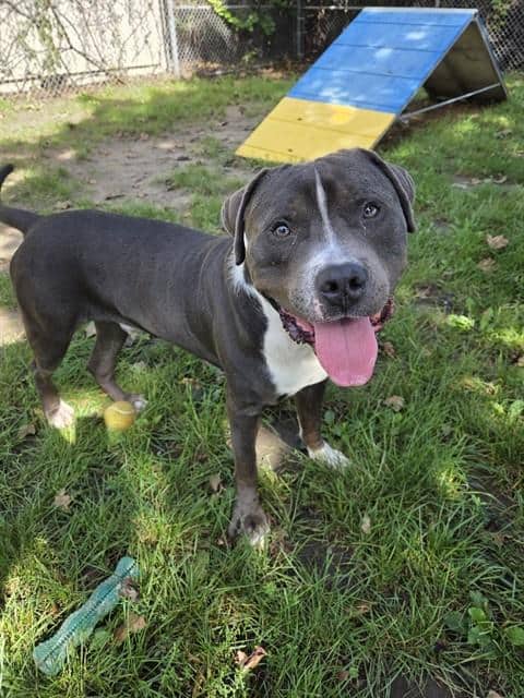 TOM HIDDLESTON - American Bulldog mix available for adoption at City of Toronto Animal Services in Toronto