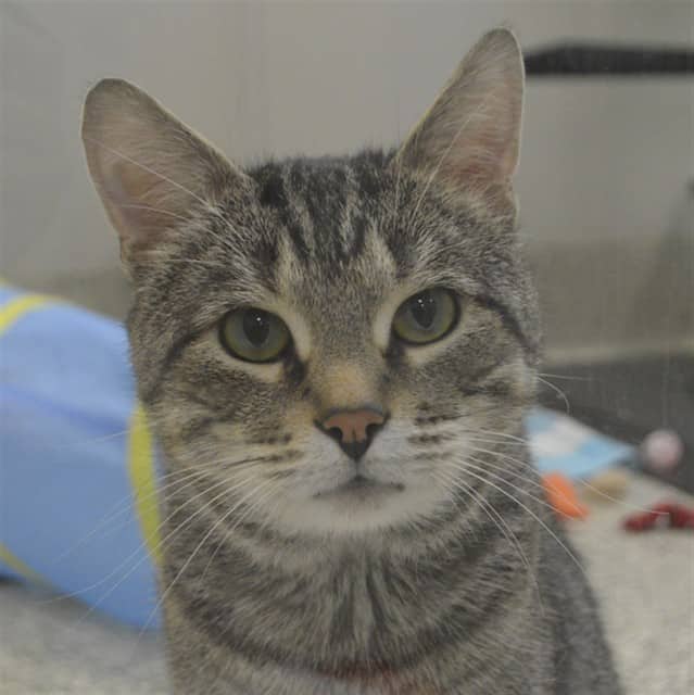 KULFI - Domestic Shorthair cat available for adoption at Ottawa Humane Society in Ottawa