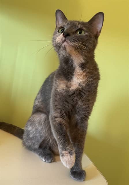 BONNECHERE - Domestic Shorthair cat available for adoption at Ottawa Humane Society in Ottawa