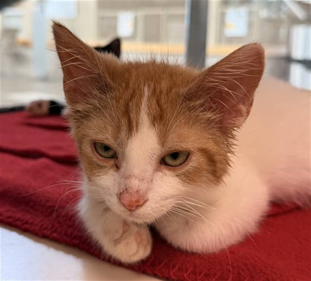 ZIGGY - Domestic Shorthair available for adoption